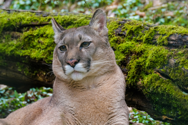 Mountain lion attack in Georgetown